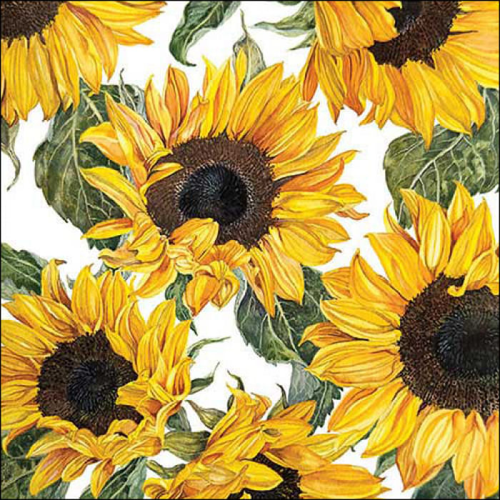 194918-guard--c-20-13318535-sunflowers-blossoming-71246